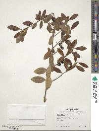 Ilex glabra image