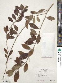 Ilex glabra image