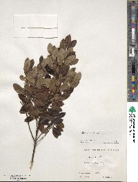 Ilex glabra image