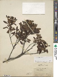 Ilex glabra image