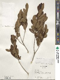 Ilex glabra image