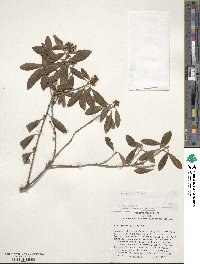 Ilex glabra image