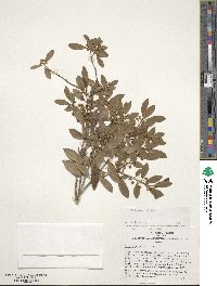 Ilex glabra image