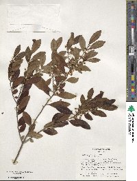 Ilex glabra image