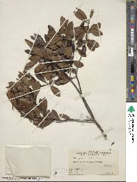 Ilex glabra image