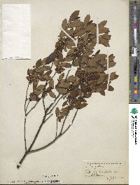 Ilex glabra image