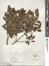 Ilex glabra image