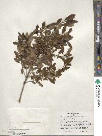 Ilex glabra image