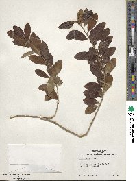 Ilex glabra image