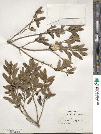 Ilex glabra image