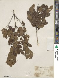 Ilex glabra image