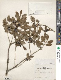 Ilex glabra image