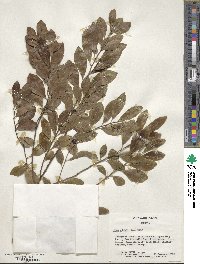 Ilex glabra image