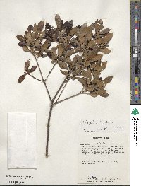 Ilex glabra image