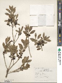 Ilex glabra image