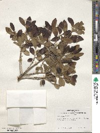 Ilex glabra image