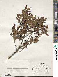 Ilex glabra image