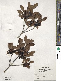 Ilex glabra image