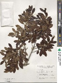 Ilex glabra image