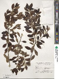 Ilex glabra image