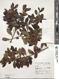 Ilex glabra image