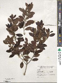 Ilex glabra image