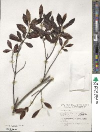 Ilex glabra image