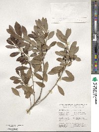 Ilex glabra image