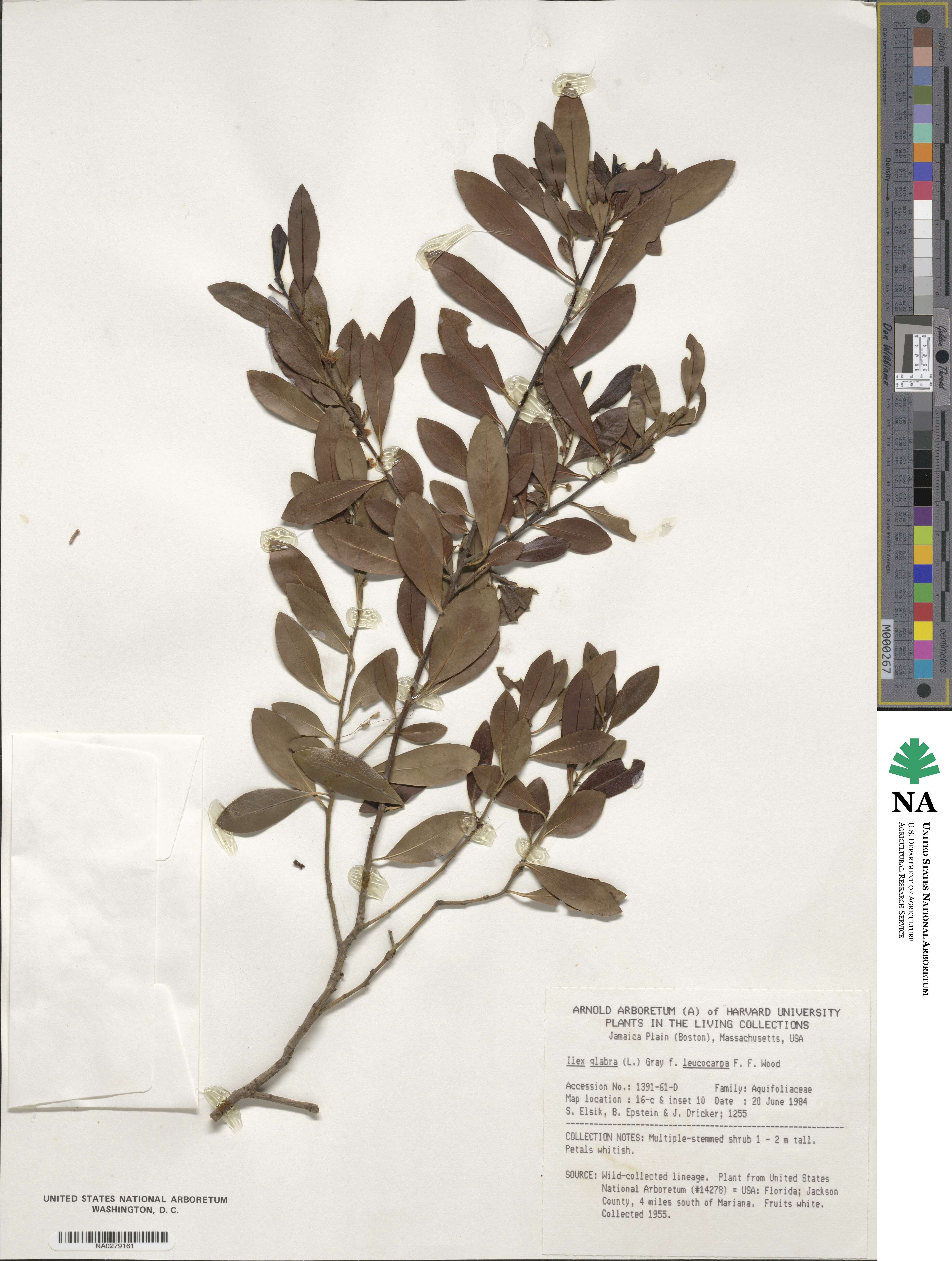 Ilex glabra image