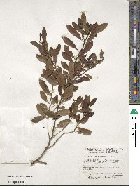 Ilex glabra image