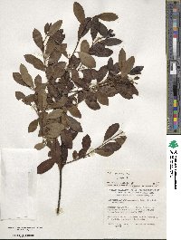 Ilex glabra image