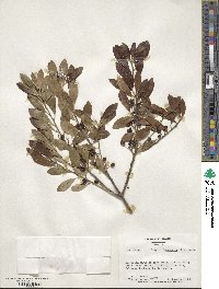 Ilex glabra image