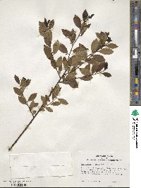 Ilex glabra image