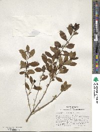 Ilex glabra image