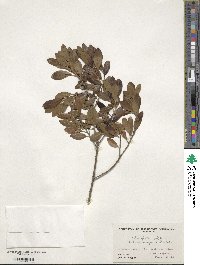 Ilex glabra image