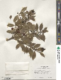 Ilex integra image