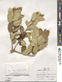 Ilex integra image