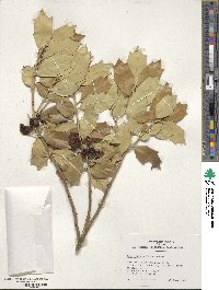 Ilex integra image