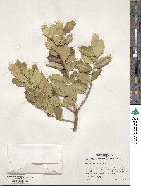 Ilex integra image