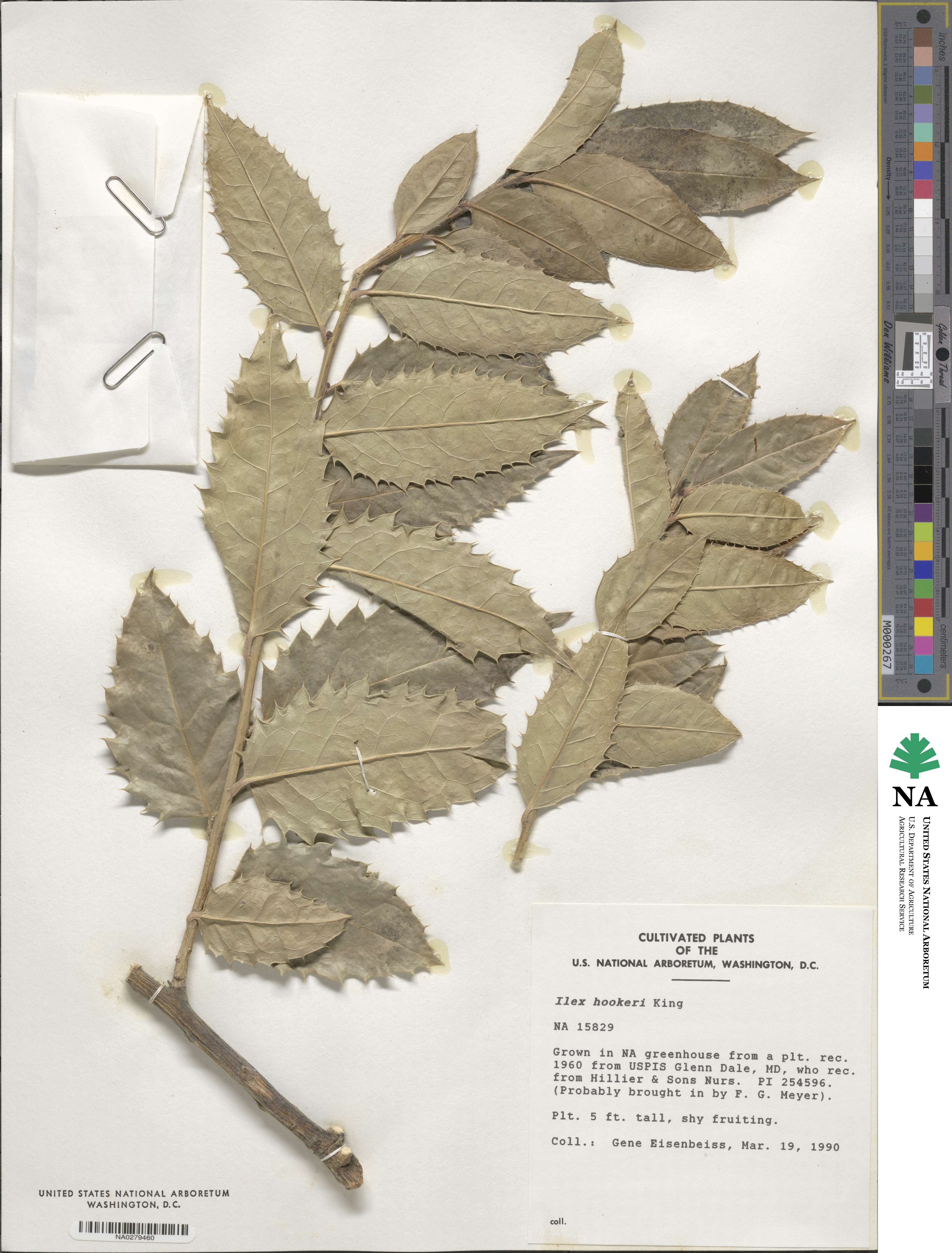 Ilex hookeri image