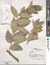 Ilex hookeri image