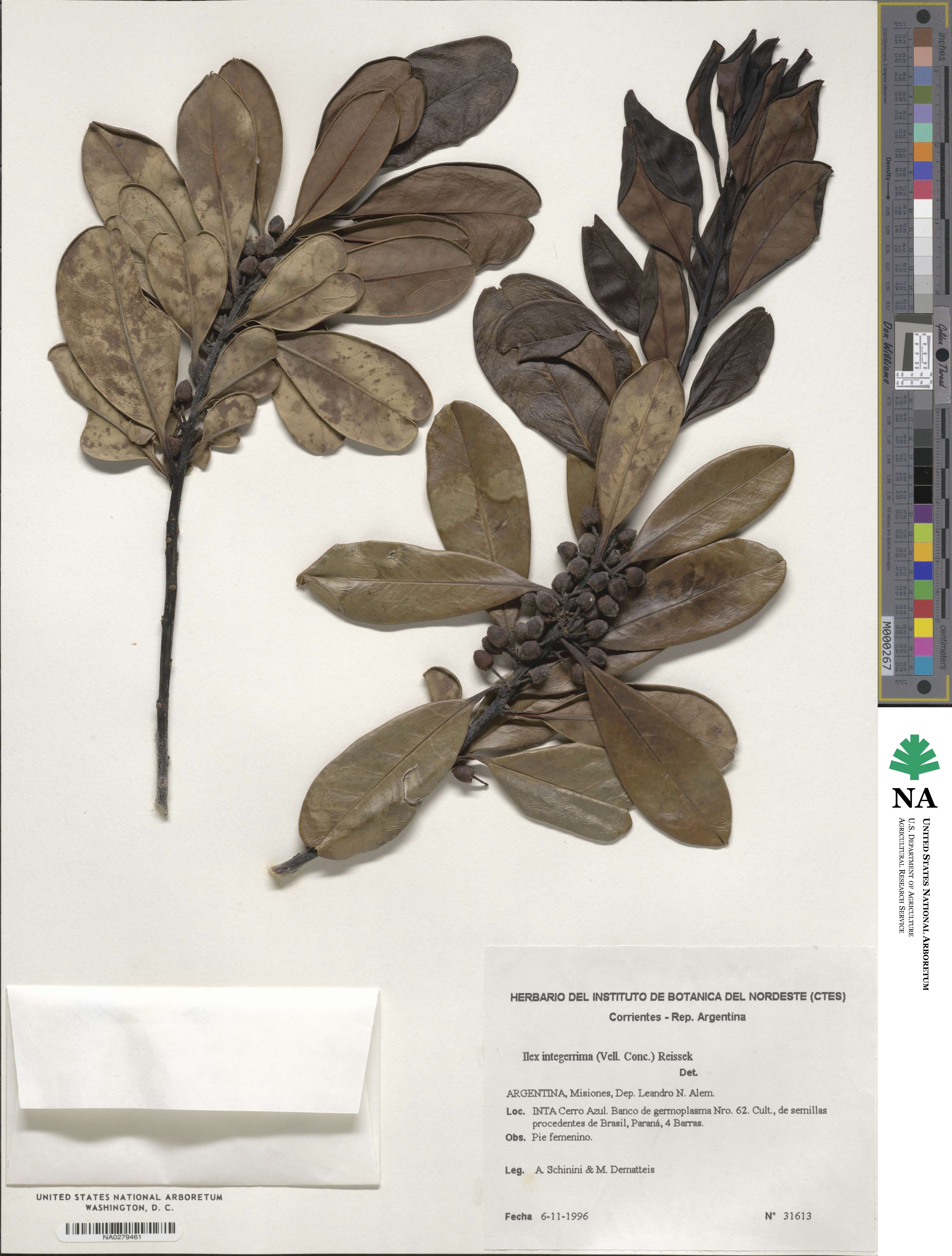 Ilex integerrima image