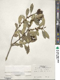 Ilex integra image