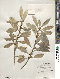 Ilex integra image