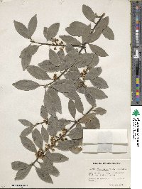 Ilex integra image