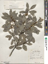 Ilex integra image