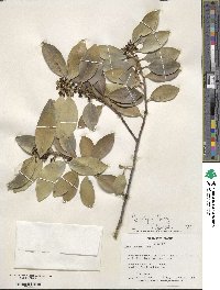 Ilex integra image