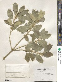 Ilex integra image