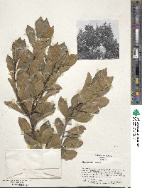 Ilex integra image