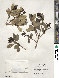 Ilex integra image